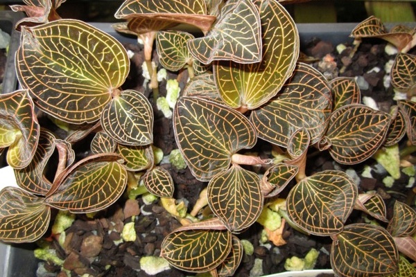Anoectochilus albo-lineatus — Hill's Raingreen Tropicals