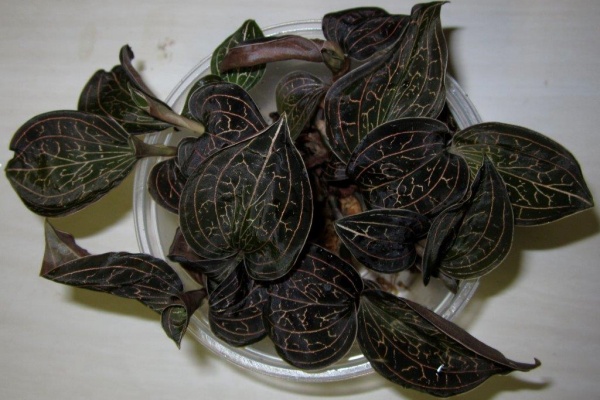 Anoectochilus chapaensis — Hill's Raingreen Tropicals