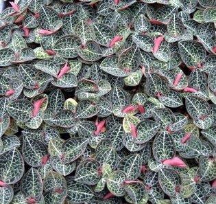 Anoectochilus formosanus — Hill's Raingreen Tropicals