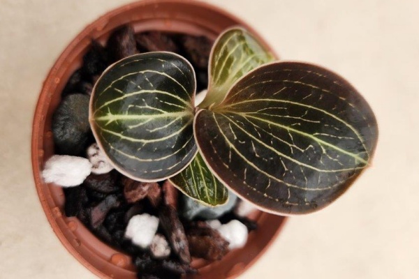 Anoectochilus lowii — Hill's Raingreen Tropicals