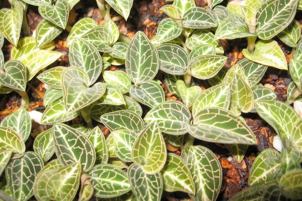 Anoectochilus roxburghii — Hill's Raingreen Tropicals
