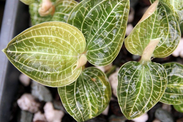 Anoectodes Charlotte's Web — Hill's Raingreen Tropicals
