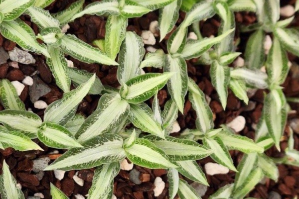 Aspidogyne argentia — Hill's Raingreen Tropicals
