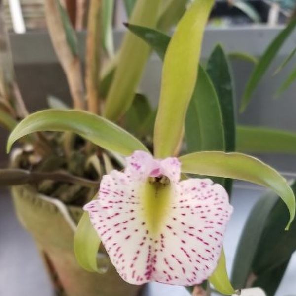 Bc. Mary Dodson — Hill's Raingreen Tropicals