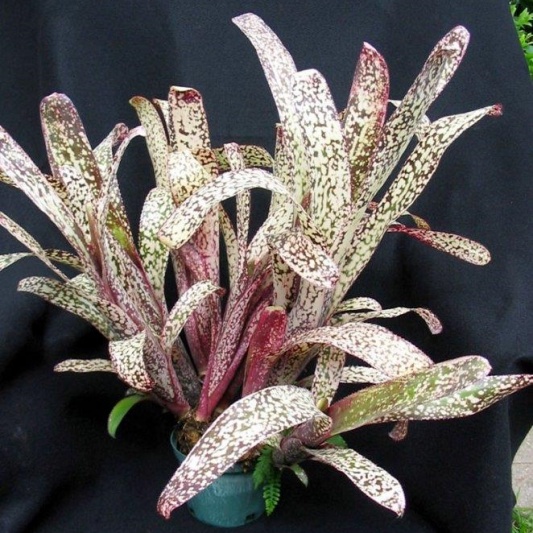 Billbergia 'Casa Blanca' — Hill's Raingreen Tropicals