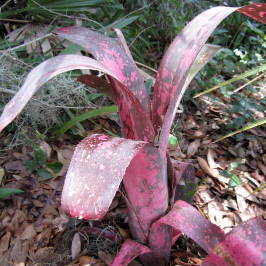 Billbergia 'Hallelujah' — Hill's Raingreen Tropicals