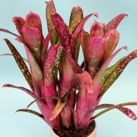 Billbergia 'Tang Ee' — Hill's Raingreen Tropicals