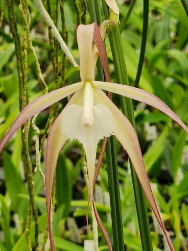 B. appendiculata — Hill's Raingreen Tropicals