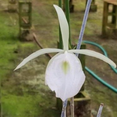 B. flagellaris — Hill's Raingreen Tropicals