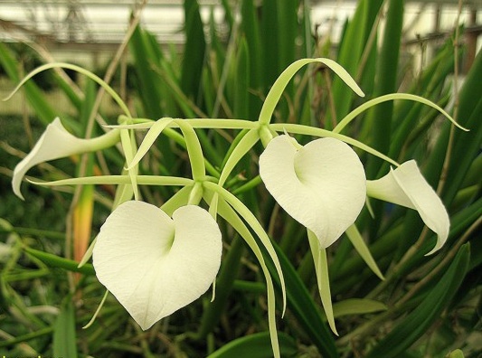 B. nodosa — Hill's Raingreen Tropicals