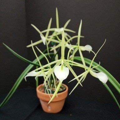 B. subulifolia × fragrans — Hill's Raingreen Tropicals