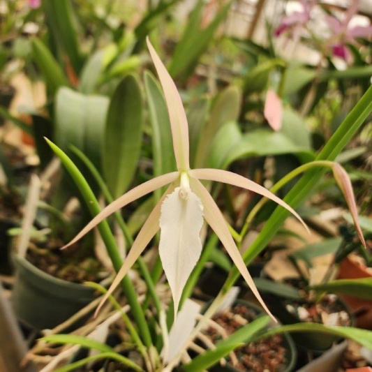 B. Yaki — Hill's Raingreen Tropicals