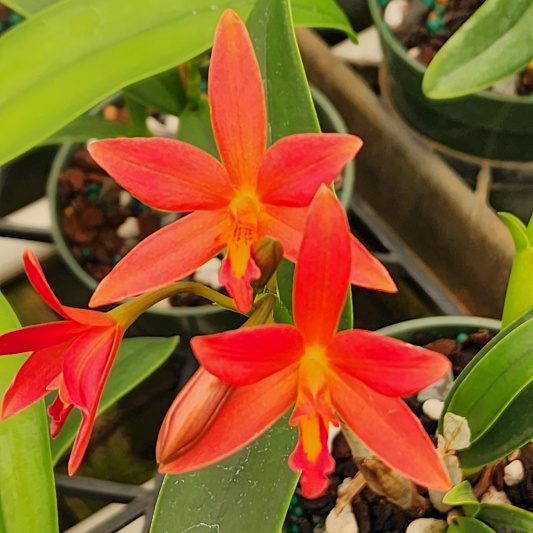 C. Brazilian Angel × Gur. aurantiaca 'Mishimo Spots' — Hill's Raingreen Tropicals
