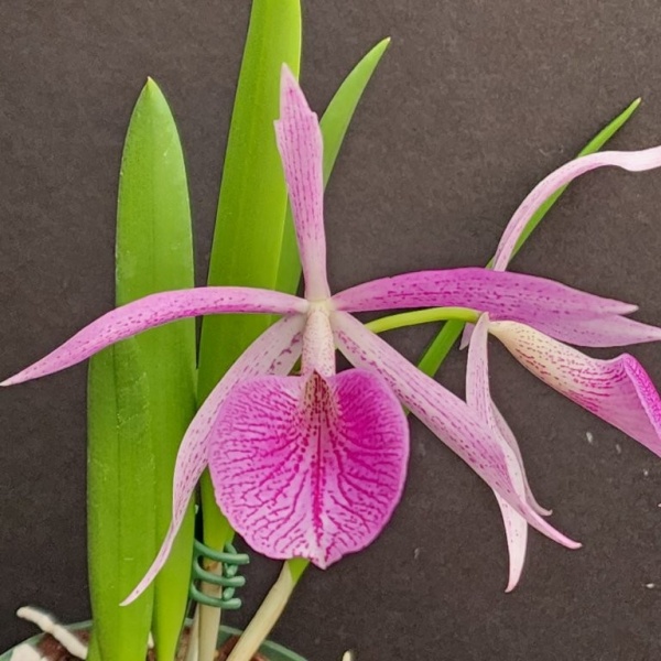 C. Elegans (1879) × B. nodosa — Hill's Raingreen Tropicals