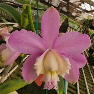 C. harrisoniana 'Volcano Queen' AM/AOS × self — Hill's Raingreen Tropicals
