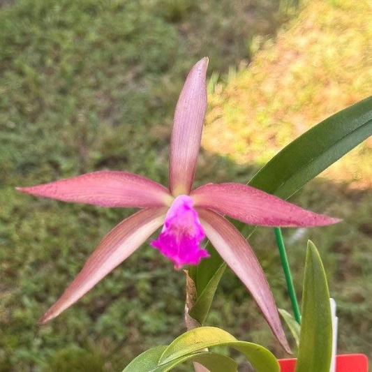 C. tigrina × Rcv. David Sander — Hill's Raingreen Tropicals