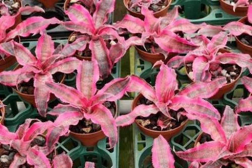 Cryptanthus Red Baron 'Living Colors' — Hill's Raingreen Tropicals