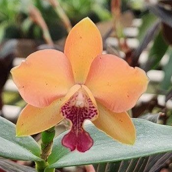 Ctt. Jet's Surprise × Gur. aurantiaca 'Mishimo Spots' — Hill's Raingreen Tropicals