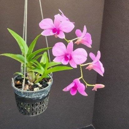 Den. bigibbum var. compactum 'Zeschia Lynn' — Hill's Raingreen Tropicals