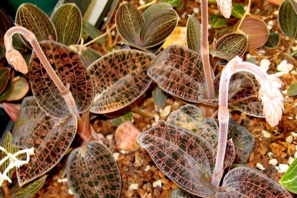 Dossinia marmorata var. dayii — Hill's Raingreen Tropicals
