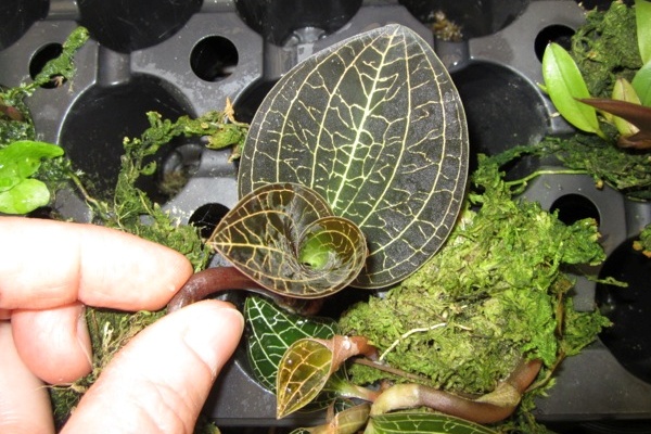 Dossinochilus Dreamcatcher — Hill's Raingreen Tropicals