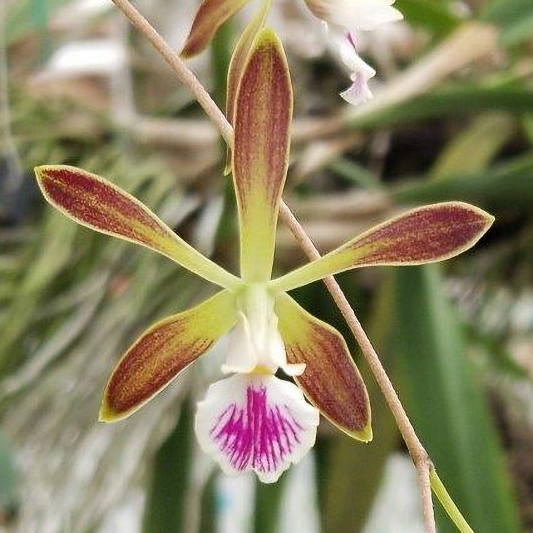 Enc. tampensis — Hill's Raingreen Tropicals