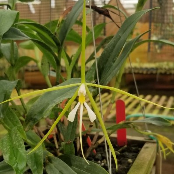 Epi. nocturnum — Hill's Raingreen Tropicals