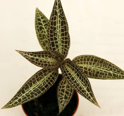 Goodyera hispida — Hill's Raingreen Tropicals