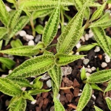 Goodyera malipoensis — Hill's Raingreen Tropicals