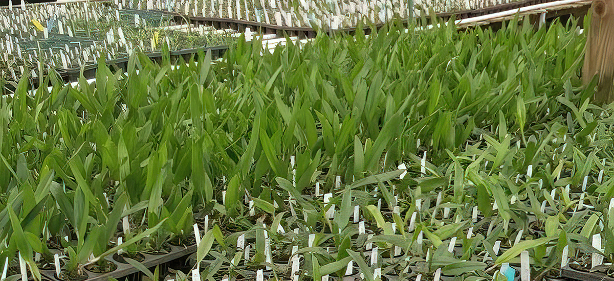 Inside Hill's Raingreen Tropicals - the growing benches in Plant City, Florida