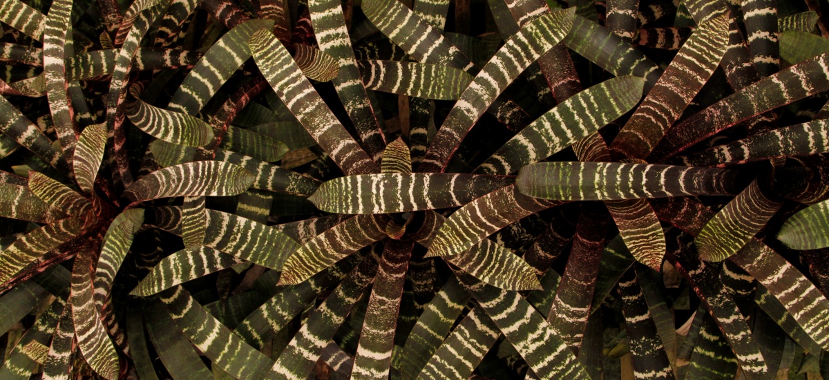 Inside Hill's Raingreen Tropicals greenhouse