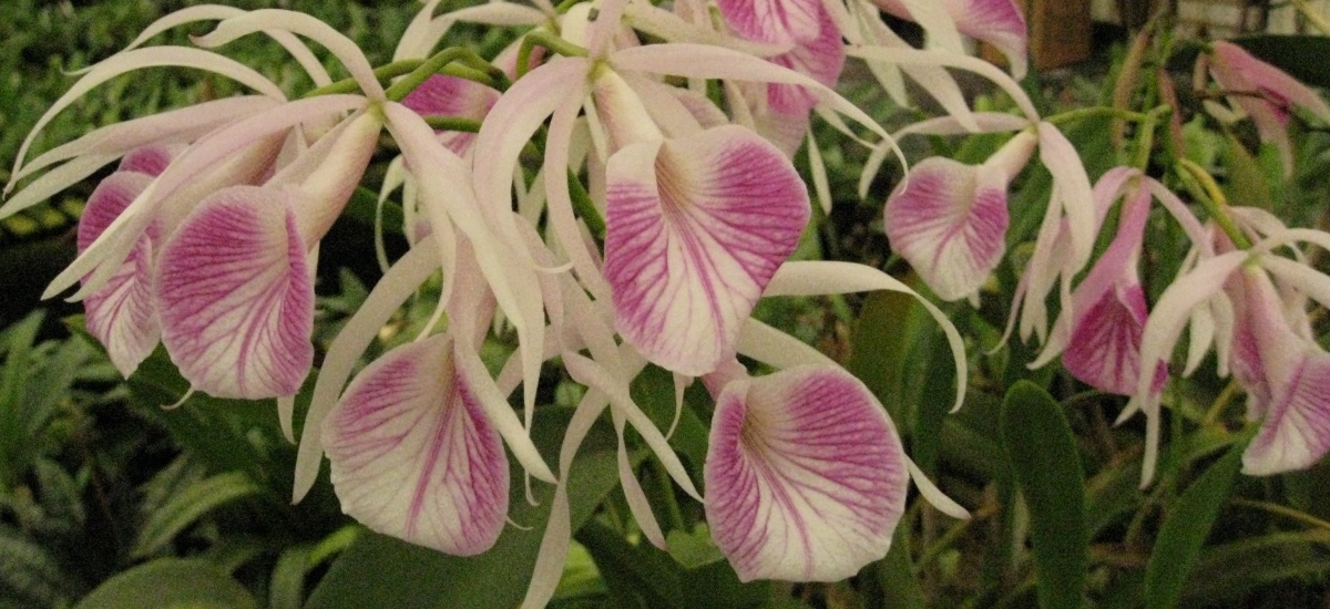 Inside Hill's Raingreen Tropicals greenhouse
