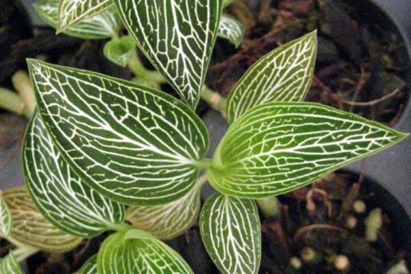 Ludisia discolor var. alba — Hill's Raingreen Tropicals