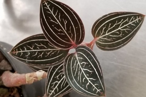 Ludisia discolor 'Jewelyana' — Hill's Raingreen Tropicals