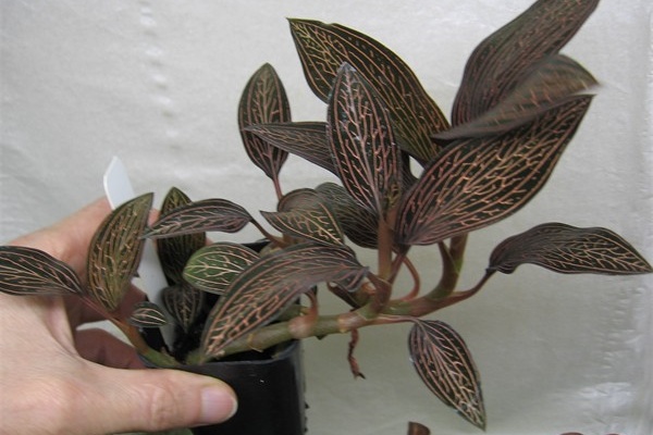 Ludisia Lightning — Hill's Raingreen Tropicals
