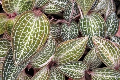 Ludochilus Poly — Hill's Raingreen Tropicals