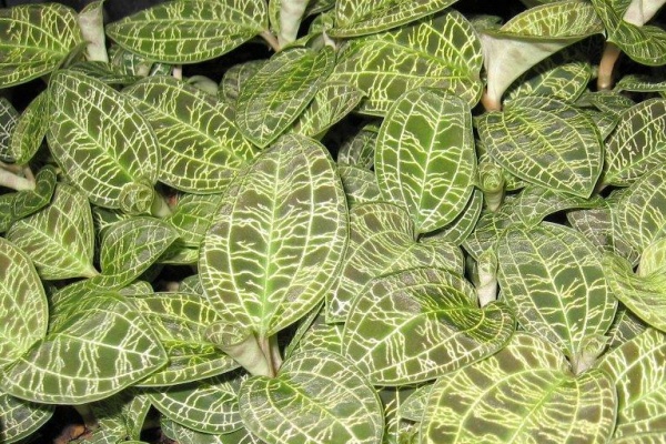 Jewel Orchids