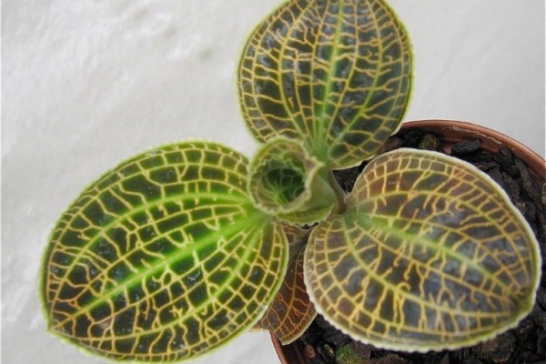 Macodes sanderiana — Hill's Raingreen Tropicals