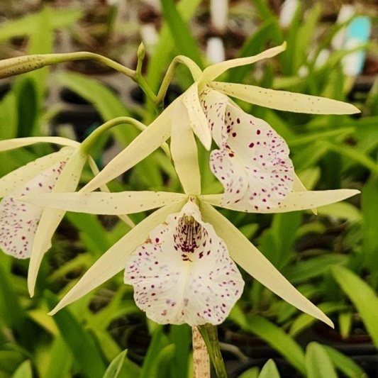 Myv. Christian Fun — Hill's Raingreen Tropicals