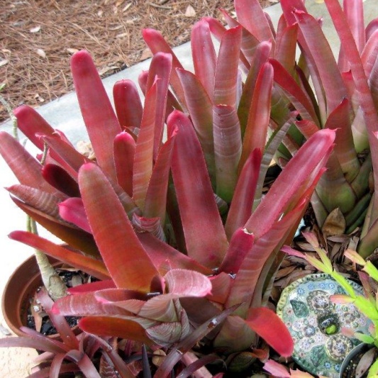Neoregelia cruenta 'Rubra' — Hill's Raingreen Tropicals