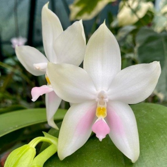 Other Orchids