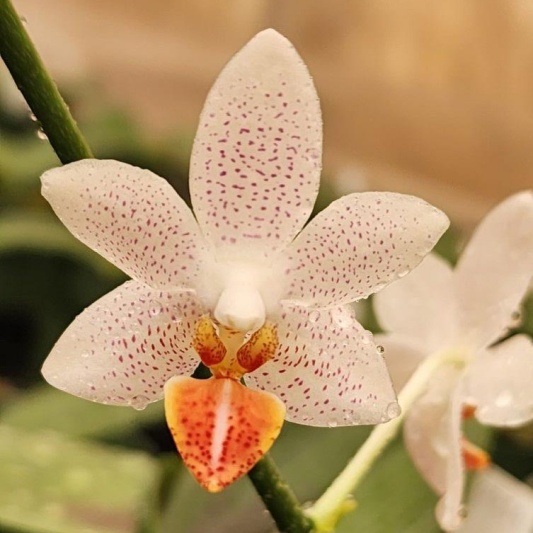 Phalaenopsis Mini Mark — Hill's Raingreen Tropicals