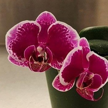 Phal. OX Happy Girl — Hill's Raingreen Tropicals