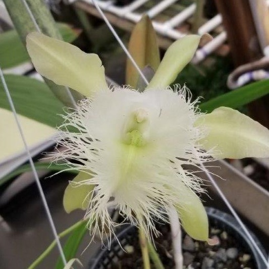 Rl. digbyana — Hill's Raingreen Tropicals