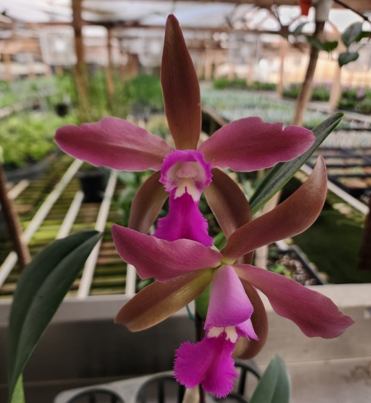 Rlc. Alexandra Elisabeth — Hill's Raingreen Tropicals