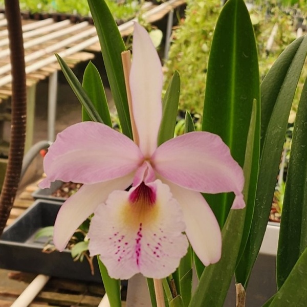 Rlc. Donna Kimura × B. nodosa - Hill's Raingreen Tropicals