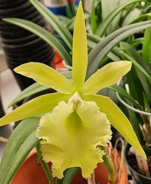 Rlc. Prada Green Deluxe × Rcv. Jimminey Cricket 'Raingreen's Super' AM/AOS — Hill's Raingreen Tropicals