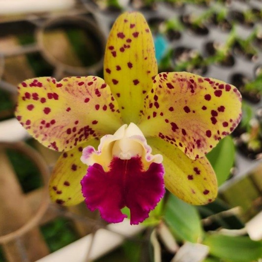 Rlc. SunCoast Magic Leopards × Rlc. SunSpots — Hill's Raingreen Tropicals