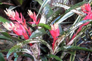 Bromeliads