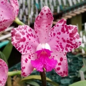Cattleya Alliance Orchids